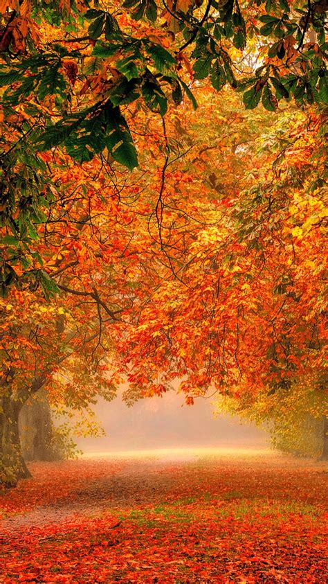 fall wallpaper iphone|beautiful fall wallpaper iphone.